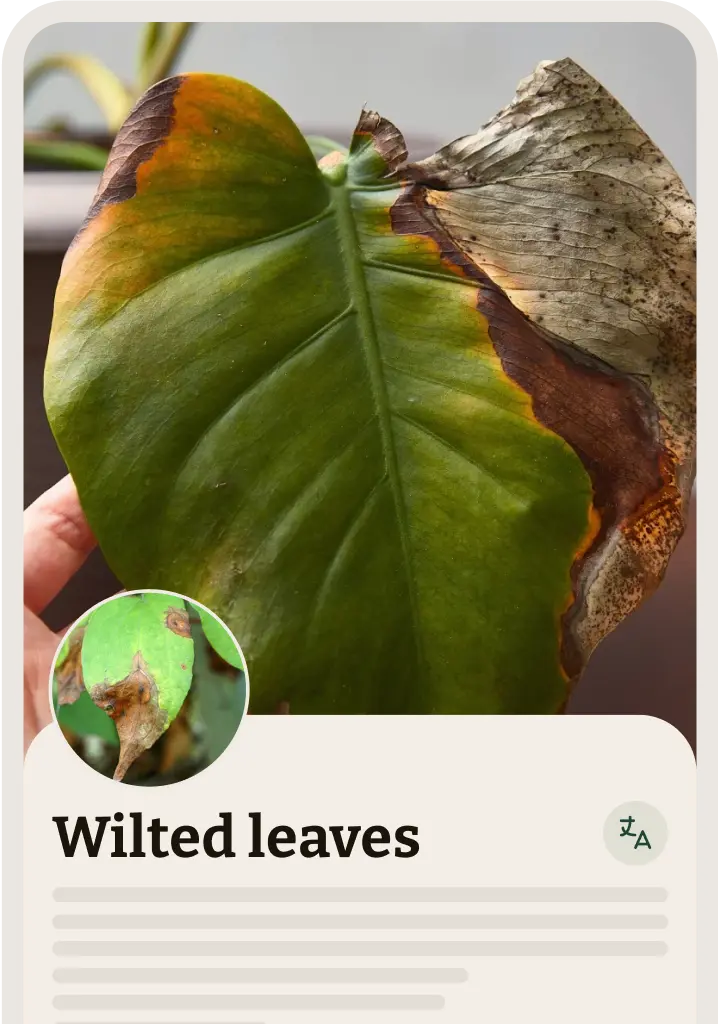 Plant Disease