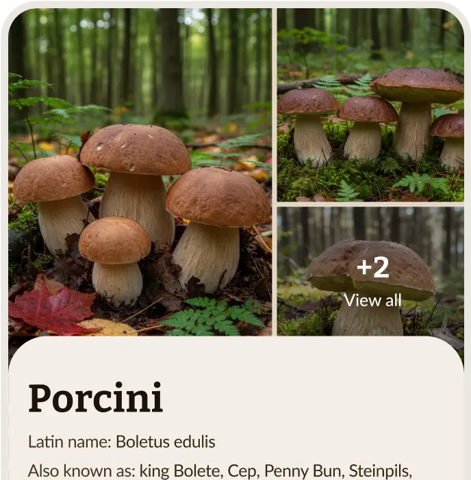 Mushrooms